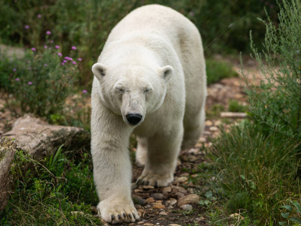 istock An adult polar bear 1283528716