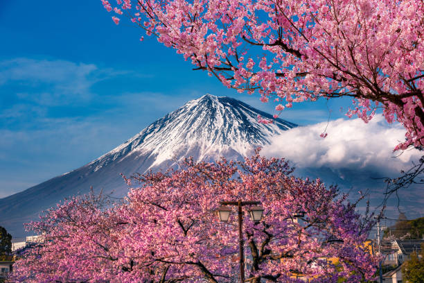 istock Mt Fuji and Cherry Blossom in Japan Spring Season. 1283529528