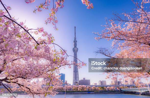 Cherry Blossom And Building At Asakusa Sumida Park Stock Photo - Download Image Now
