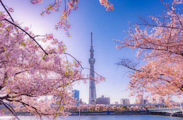 цветение вишни и строительство в парке асакуса сумида. - landmark tower tokyo prefecture japan asia стоковые фото и изображения