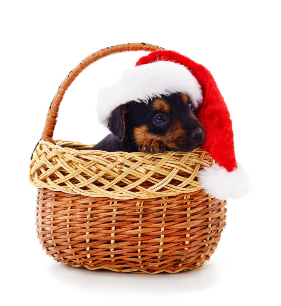 istock One dog in a Christmas hat in basket. 1283530036