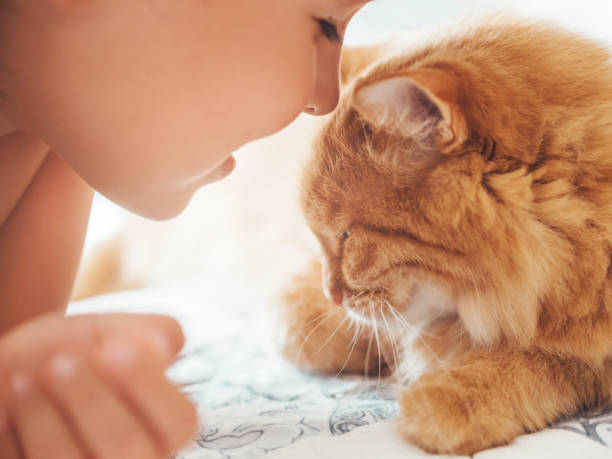 cute ginger cat and child snuggle. kid and fluffy pet. faces of little boy and fuzzy domestic animal. morning bedtime. - child domestic cat little boys pets imagens e fotografias de stock