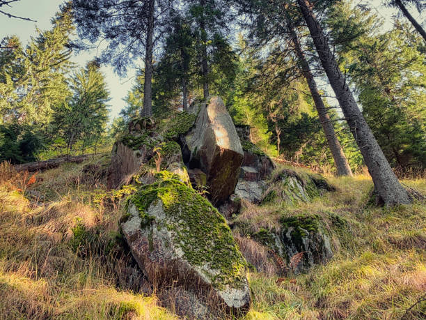 An afternoon hiking through the dense forests atop Paltinis in the Cindrel Mountains, Transylvania, Romania.