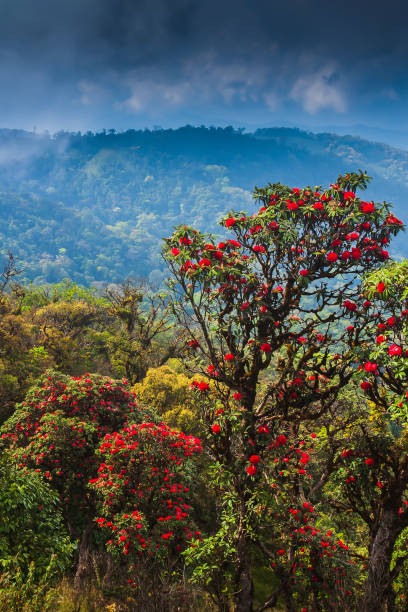 istock Scenery of ancient rhododendron forest in full bloom. 1283531382
