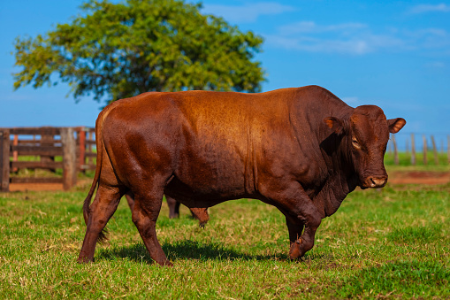 Cow portrait shot at farm
