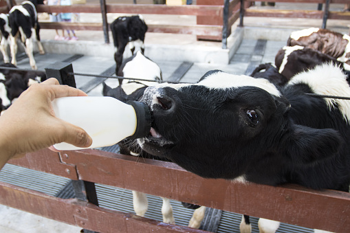 Closeup - Baby cow feeding on milk bottle by hand men in Thailand rearing farm.