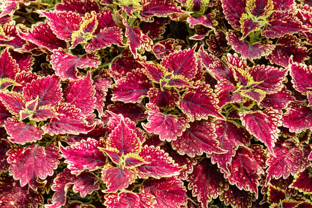 istock Red planet background. Colorful coleus leaf flora 1283531748