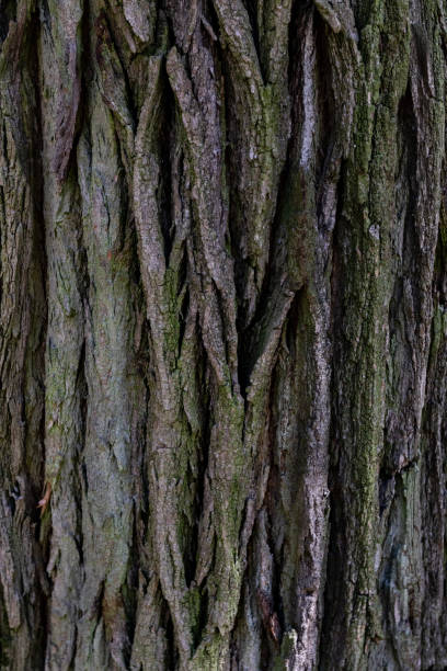 texture d’écorce d’arbre. fond en bois de chêne. vieux tronc - bark elm tree oak tree wood photos et images de collection