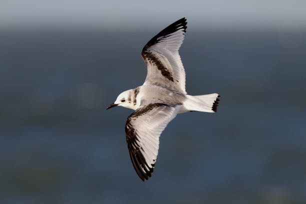 istock Drieteenmeeuw, Black-Legged Kittiwake, Rissa tridactyla 1283533624