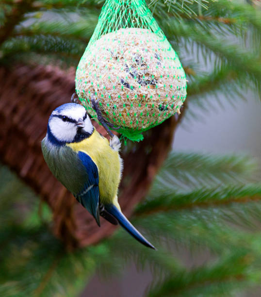 istock Blue Tit hanging at food in a garden 1283534270