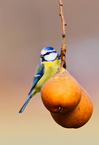 istock Pimpelmees, Blue Tit, Cyanistes caeruleus 1283534396