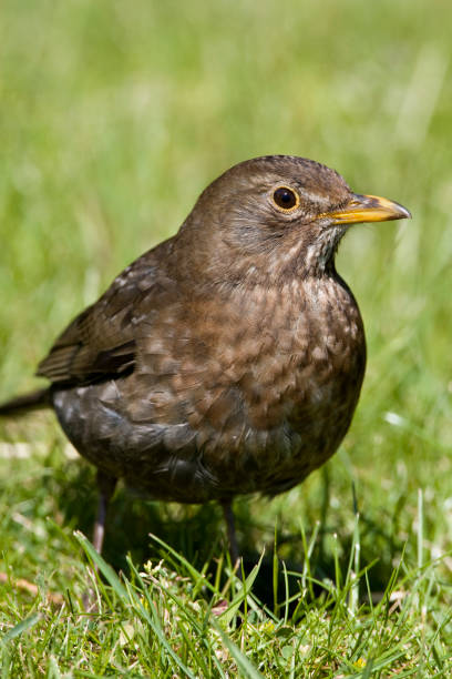 istock Female Blackbird perched in the forest 1283534513