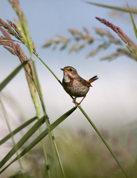 istock Blauwborst, White-Spotted Bluethroat, Luscinia svecica 1283534754