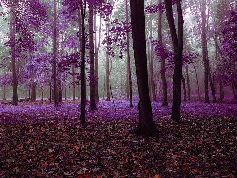 Mystical foggy forest in purple tones, morning in the misty magical wood.