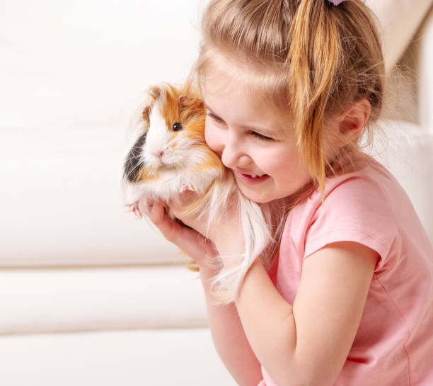 istock Child having fun with guinea pig 1283536551