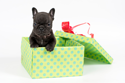 Sweet French bulldog puppy in present box on white background