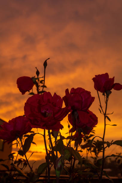 red roses with background of a sunset silhouette, natural light
