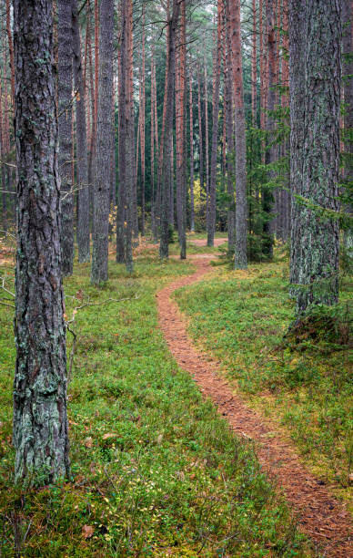 istock Autumn morning at a pine forest 1283539574