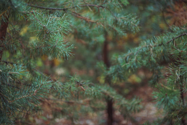 istock autumn paints in the coniferous forest 1283539746