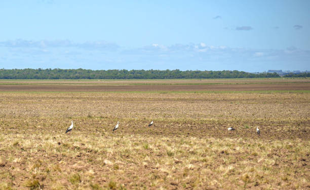 native birds called tachã (Chauna torquata) native birds called tachã (Chauna torquata). Land preparation and planting. Pampa biome fields in southern Brazil. Fauna and flora of Brazil. Grain cultivation. Ecological agriculture. sweet southern screamer stock pictures, royalty-free photos & images