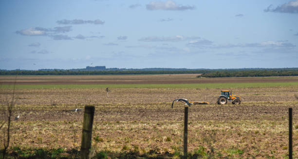 Native trees. Pampa biome fields in the State of Rio Grande do Sul - Brazil. native birds called tachã (Chauna torquata). Land preparation and planting. Pampa biome fields in southern Brazil. Fauna and flora of Brazil. Grain cultivation. Ecological agriculture. sweet southern screamer stock pictures, royalty-free photos & images
