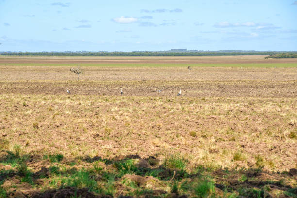 native birds called tachã (Chauna torquata) native birds called tachã (Chauna torquata). Land preparation and planting. Pampa biome fields in southern Brazil. Fauna and flora of Brazil. Grain cultivation. Ecological agriculture. sweet southern screamer stock pictures, royalty-free photos & images