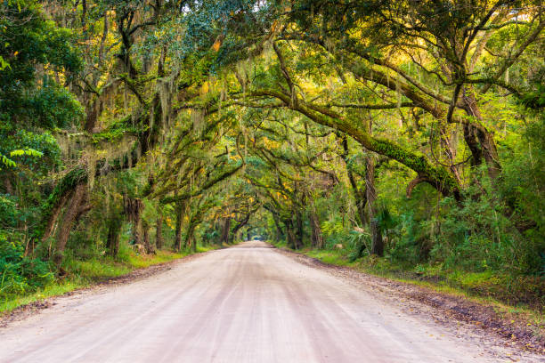 Oak trees along the dirt road to Botany Bay Plantation on Edisto Island, South Carolina Oak trees along the dirt road to Botany Bay Plantation on Edisto Island, South Carolina edisto island south carolina stock pictures, royalty-free photos & images