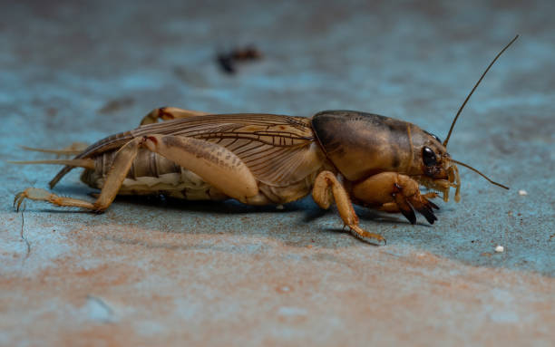 istock Adult Mole Cricket 1283541734