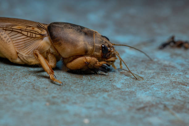 istock Adult Mole Cricket 1283541811