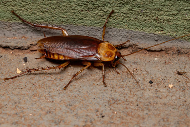 Adult American Cockroach Adult American Cockroach of the species Periplaneta americana periplaneta americana stock pictures, royalty-free photos & images