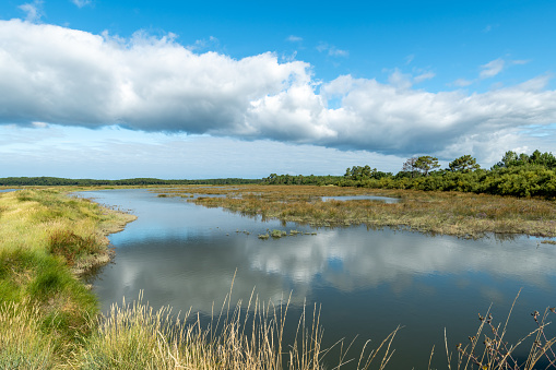The salt meadows of Lege and Ares, a nature reserve near Cap Ferret on the Arcachon Bay