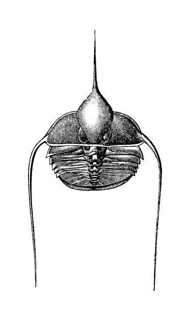 illustrations, cliparts, dessins animés et icônes de trilobites ampyx ruaulti de l’ère silurienne - illustration and painting geologic time scale old fashioned wildlife