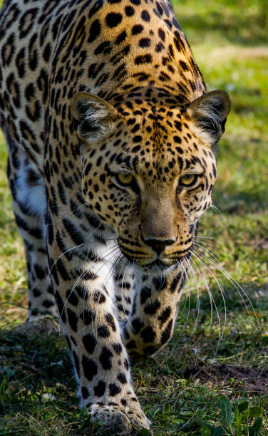istock Wild leopard in South Africa 1283543829