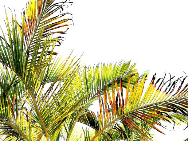 cycus palm leaf close up on white background