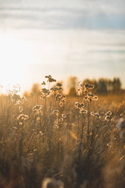 istock Field landscape in soft rays of sun. 1283543985