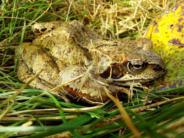 istock Green frog sitting in the grass 1283545157
