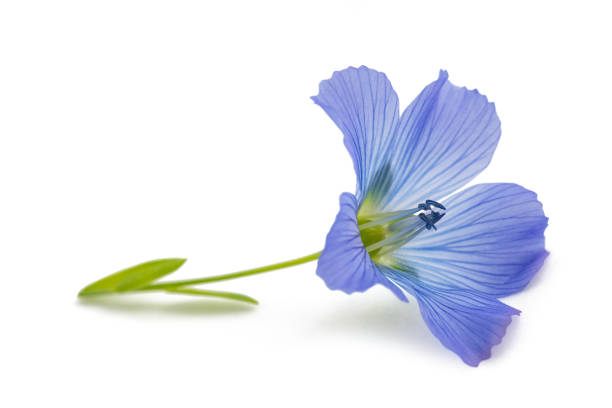 niebieski kwiat lnu - common flax zdjęcia i obrazy z banku zdjęć