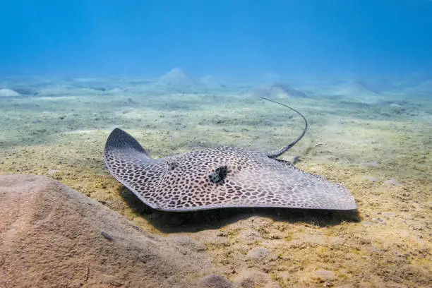 This ray can reach a diameter of up to 1,5m. The almost circular body is covered with dark spots, which can fade with age or dissolve completely. The whip-shaped tail is almost twice as long as the actual body and, from the clearly visible sting, much darker than the rest of the fish.