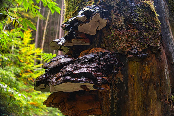 istock Beautiful mushrooms on an old tree trunk 1283545469