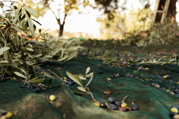 istock Olive harvest - Photo stock 1283546087