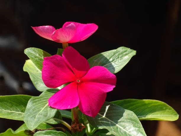 istock THE MAGENTA COLOUR PERIWINKLE FLOWERS 1283546241