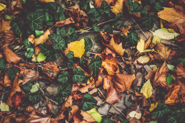 Autumn mood Autumn mood forest floor stock pictures, royalty-free photos & images