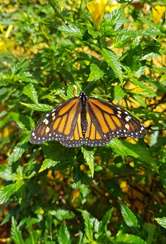 Monarch butterfly on green bush