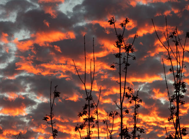 istock Clouds with a plant silhouette in the evening 1283547339
