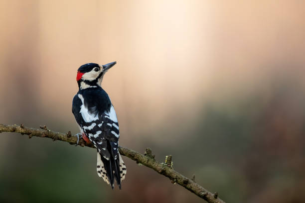 istock Great Spotted Woodpecker in the forest 1283547457