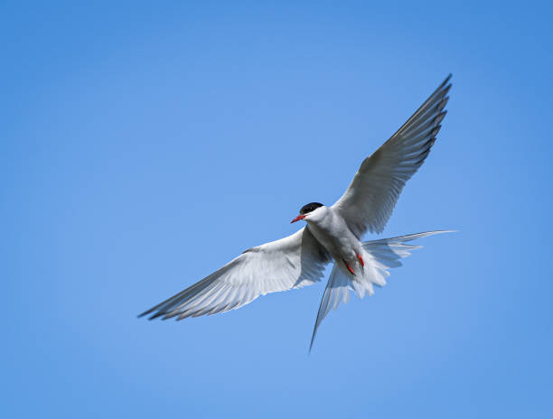 아이슬란드의 북극 테른스 - tern bird arctic tern nature 뉴스 사진 이미지