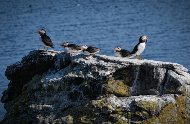 istock Puffins of Iceland 1283548495