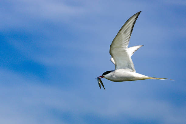 istock Arctic Terns of Iceland 1283548511