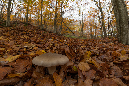 Undergrowth with mushrooms