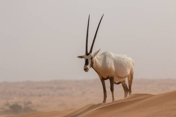 arabischer oryx - gemsbok antelope mammal nature stock-fotos und bilder